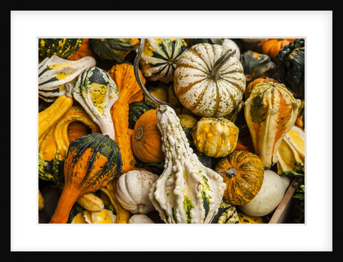 Pumpkins, gouds and winter squash for sale by Anonymous