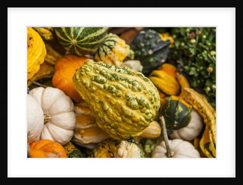 Pumpkins, gouds and winter squash for sale by Anonymous