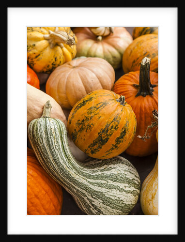 Pumpkins, gouds and winter squash for sale by Anonymous