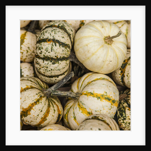 Pumpkins, gouds and winter squash for sale by Anonymous