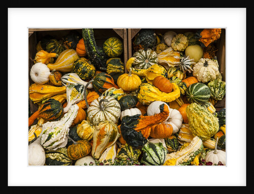 Pumpkins, gouds and winter squash for sale by Anonymous