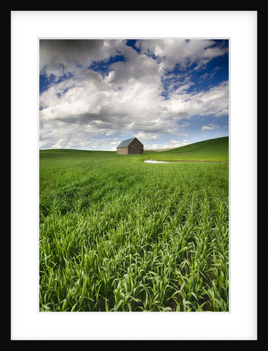 Old Barn in spring wheat field with beautiful clouds by Anonymous