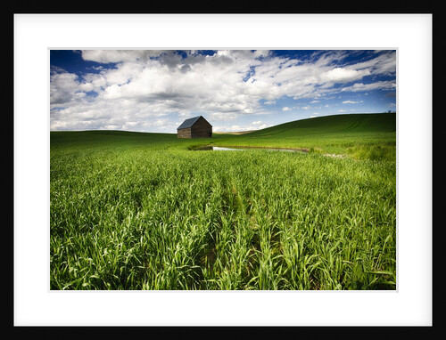 Old Barn in spring wheat field with beautiful clouds by Anonymous