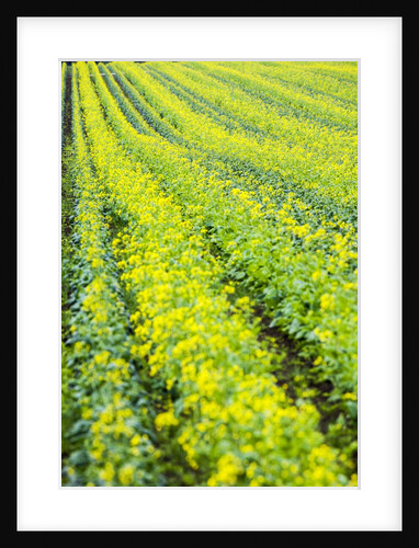 Farming in the Willamette Valley of Oregon by Anonymous