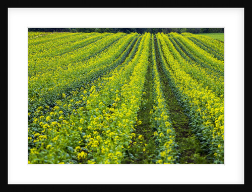 Farming in the Willamette Valley of Oregon by Anonymous