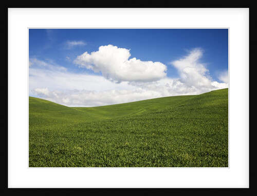 Rolling Hills of Green Spring Wheat and puffy Clouds by Anonymous