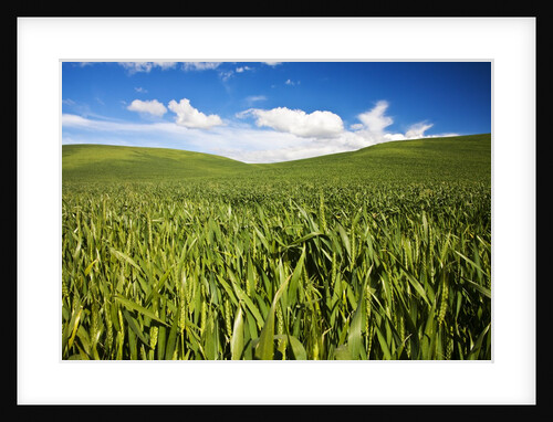 Rolling Hills of Green Spring Wheat and puffy Clouds by Anonymous