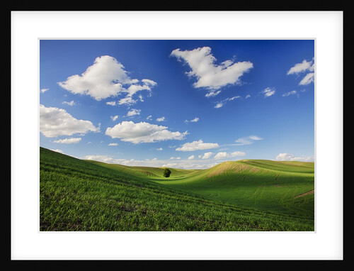 Rolling Wheat Fields with Lone Tree by Anonymous