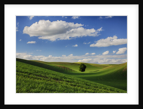 Rolling Wheat Fields with Lone Tree by Anonymous