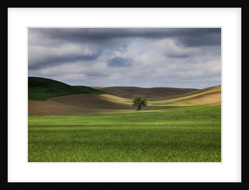 Rolling Wheat Fields with Lone Tree by Anonymous
