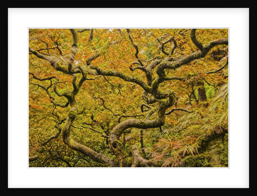 Autumn Color with a New Twisted Vine Maple by Anonymous