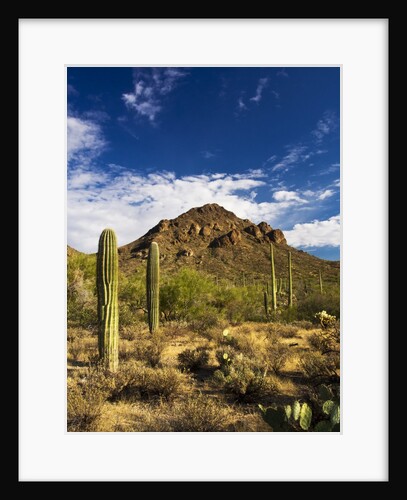 Sonoran Desert and Mountains of the Saguaro National Park by Anonymous