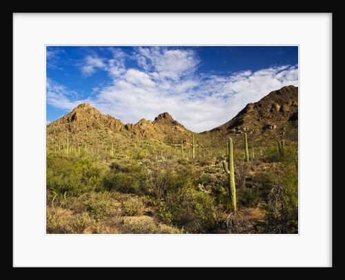 Sonoran Desert and Mountains of the Saguaro National Park by Anonymous