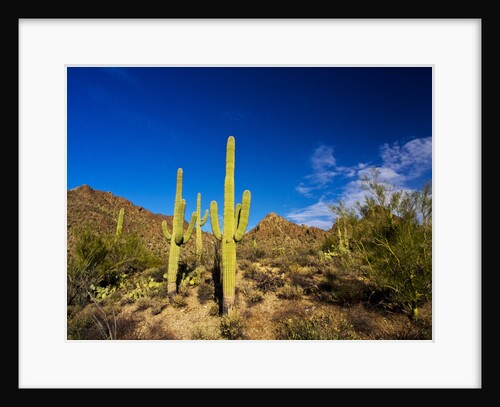 Sonoran Desert and Mountains of the Saguaro National Park by Anonymous