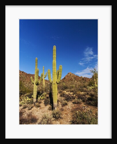Sonoran Desert and Mountains of the Saguaro National Park by Anonymous