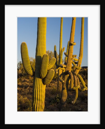 Sonoran Desert of the Saguaro National Park by Anonymous