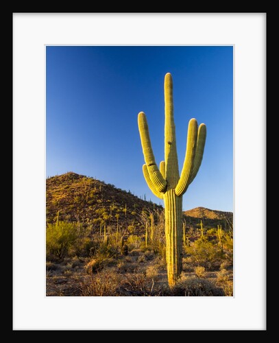 Sonoran Desert and Mountains of the Saguaro National Park by Anonymous