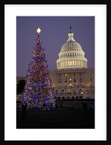 Capitol Christmas Tree at dusk in front of U.S. Capitol, Washington D.C. by Anonymous
