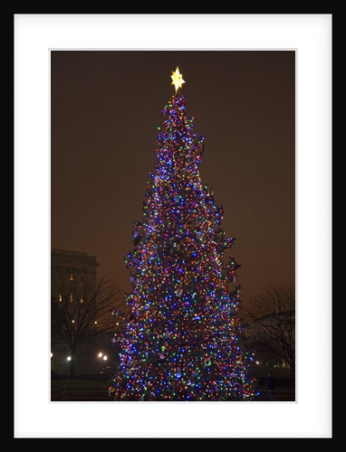 Capitol Christmas Tree at dusk in front of U.S. Capitol, Washington D.C. by Anonymous