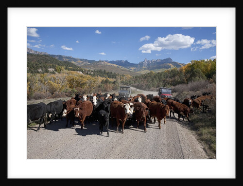 Cattledrive looking towards Chimney Peak, near Ridgeway, Colorado by Anonymous