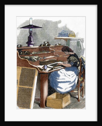 The snuff industry. Woman rolling cigars. France. by Anonymous