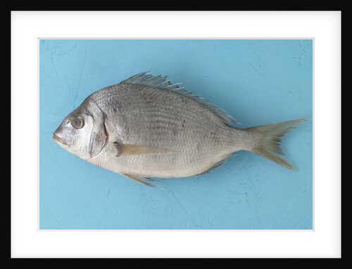 White fish by Anonymous