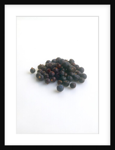 Juniper berries by Anonymous