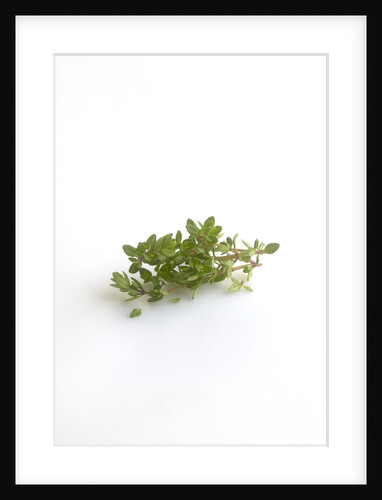 Lemon thyme sprigs by Anonymous