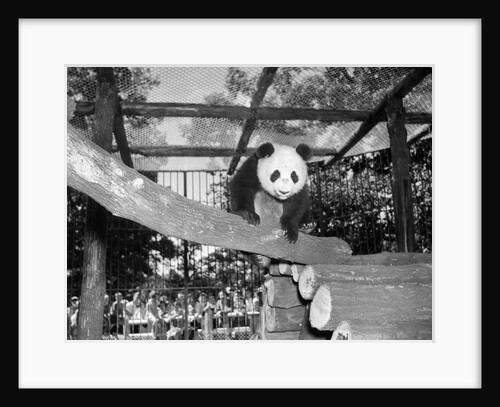 Giant panda Su-Lin at the Brookfield Zoo in Illinois, USA, ca. 1937 by Anonymous