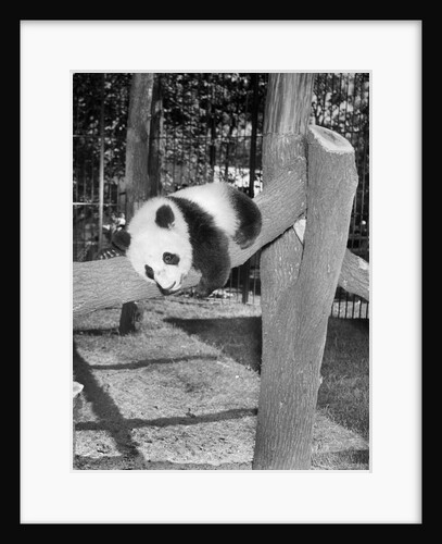 Giant panda Su-Lin at the Brookfield Zoo in Illinois, USA, ca. 1937 by Anonymous