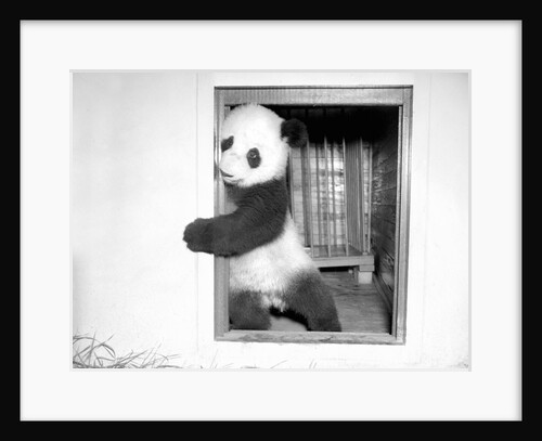 Giant panda Su-Lin at the Brookfield Zoo in Illinois, USA, ca. 1937 by Anonymous