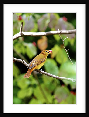 Summer Tanager feeding on dogwood berry by Anonymous