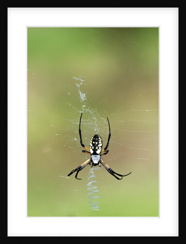 Orb Weavers - Black & Yellow Garden Spider by Anonymous