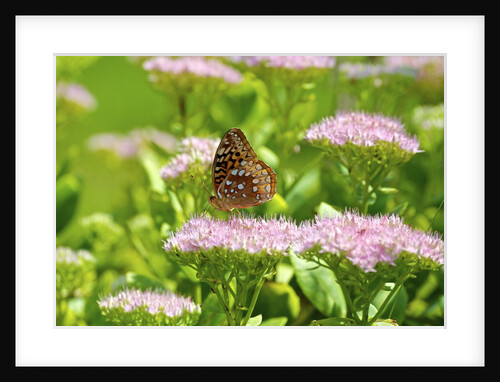 Greater Fritillaries butterfly on flower by Anonymous