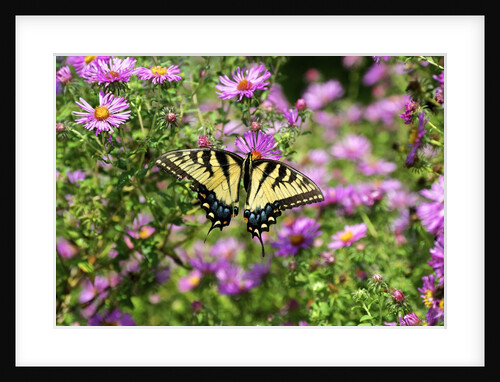 Fluted Swallowtail butterfly on flower by Anonymous