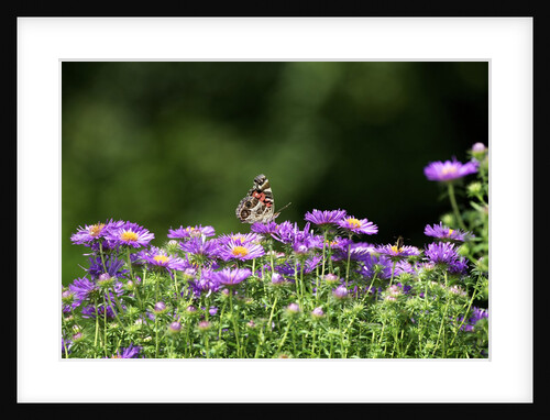 American Painted Lady (Vanessa virginiensis) on flower by Anonymous