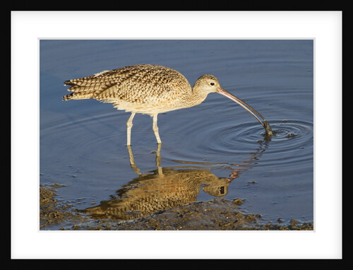 Long-Billed Curlew catchs a clam by Anonymous