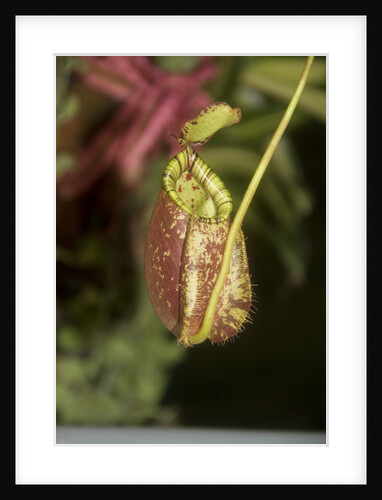 Raffle's Pitcher Plant by Anonymous