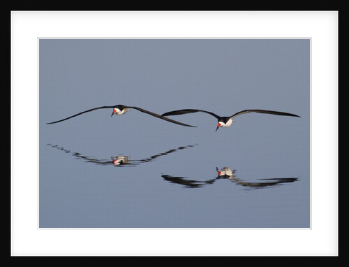 Pair of flying Black Skimmers by Anonymous