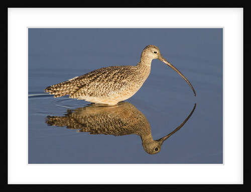 Long-Billed Curlew with reflection by Anonymous