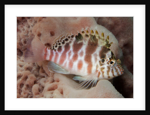 Dwarf Hawkfish by Anonymous