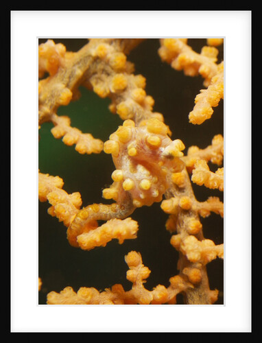 Pygmy Seahorse by Anonymous