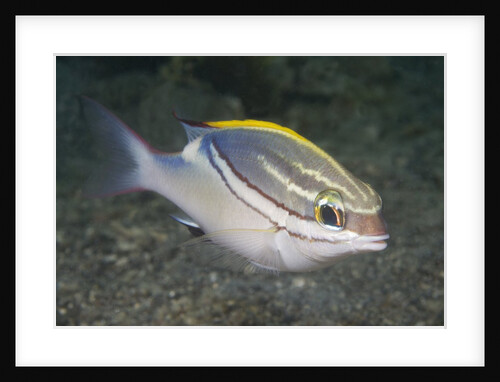 Bridled Monocale Bream by Anonymous