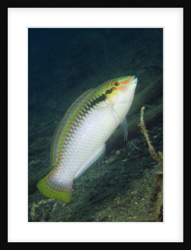 Zigzag Wrasse by Anonymous