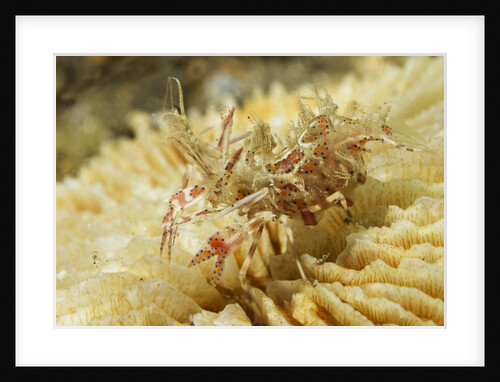 Spiny Tiger Shrimp by Anonymous