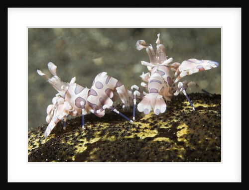 Pair of Harlequin Shrimp by Anonymous