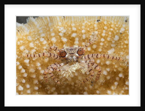 Mosaic Boxer Crab by Anonymous