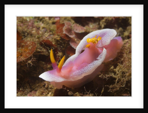 Robe Hem Hypselodoris by Anonymous