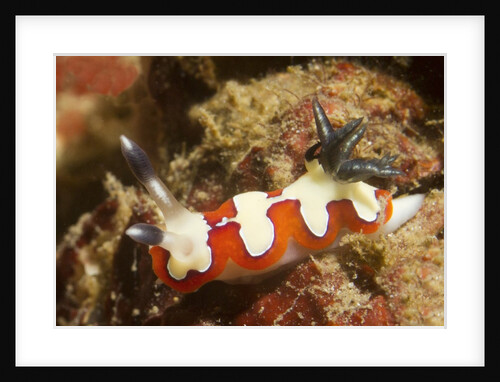 Creamy Chromodoris by Anonymous