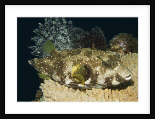 White-Spotted Puffer by Anonymous